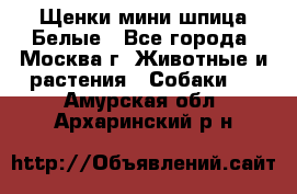 Щенки мини шпица Белые - Все города, Москва г. Животные и растения » Собаки   . Амурская обл.,Архаринский р-н